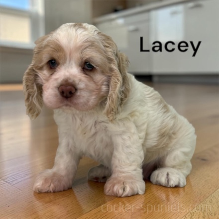 puppy, for, sale, Cocker Spaniel, Joe & Cherri  Overlease, dog, breeder, Miller, MO, dog-breeder, puppy-for-sale, forsale, nearby, find, puppyfind, locator, puppylocator, aca